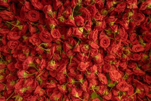 Trandafirul în parfumerie – floarea eternă a eleganței